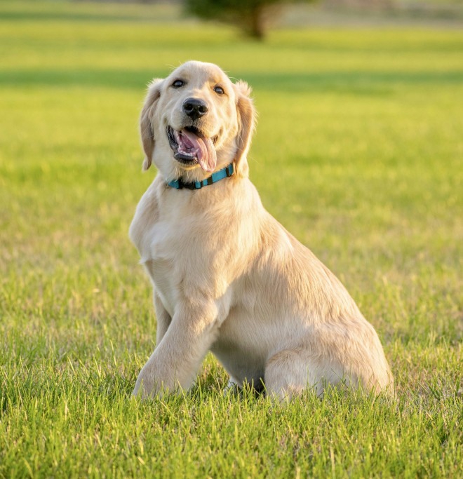A course that teaches you how to work with your dog’s development, not against it, while continuing to achieve progress. Happy, smiling, adolescent golden retriever sitting on a lawn and looking at the camera.