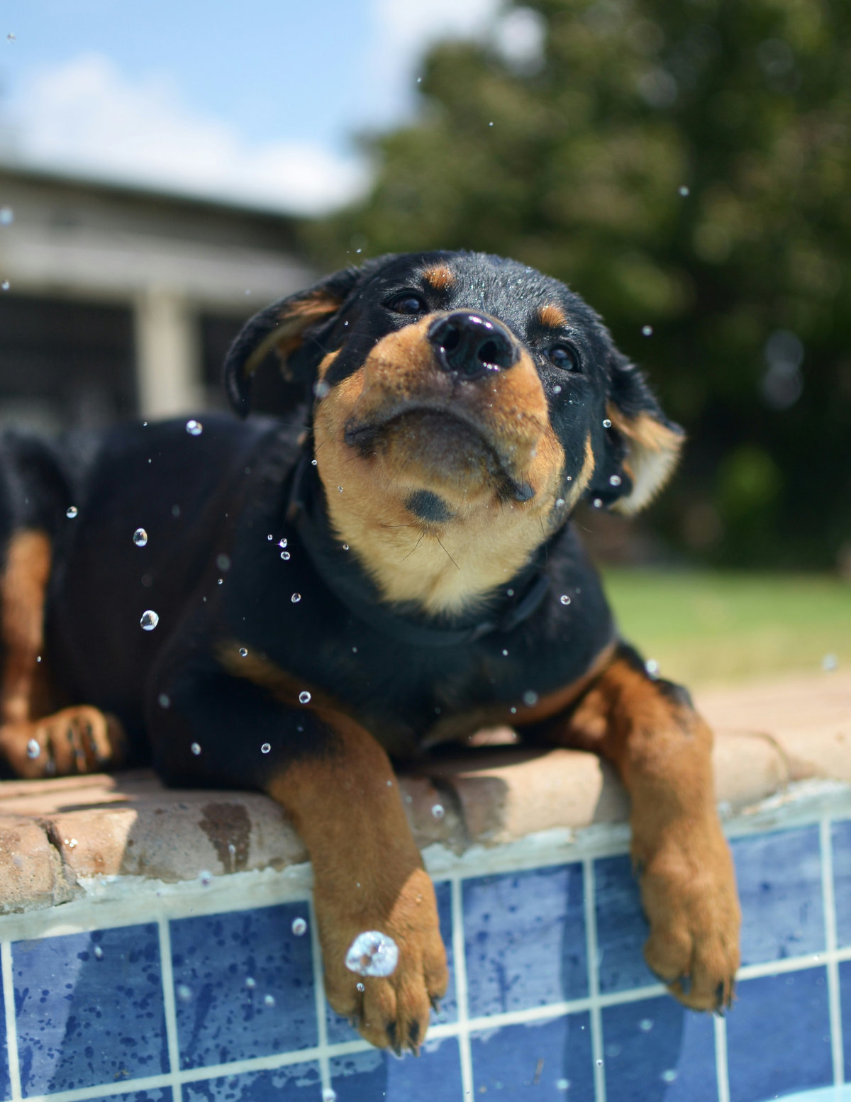 Raising an adolescent puppy can be challenging, but the Teen Tails course will give you the tools and support you need to navigate this stage successfully. Happy, smiling, adolescent golden retriever sitting on a lawn, tired out from training and playing.