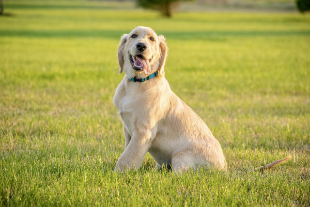 Ruff Pooch Teen Tails - Training Course for Adolescent Pups in Redhouse Community Centre, Swindon, Wiltshire Promo image for Ruff Pooch Teen Tails training course for adolescent pups featuring a happy, adolescent golden retriever puppy sitting on a lawn and looking at the camera