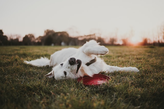 Entertainment & exercise when you can't provide it yourself at lunchtime or during the day! Image of a dog on a walk in his local area